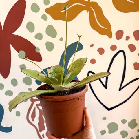Kalanchoe synsepala – Walking Kalanchoe - Sprouts of Bristol