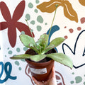 Kalanchoe synsepala – Walking Kalanchoe - Sprouts of Bristol