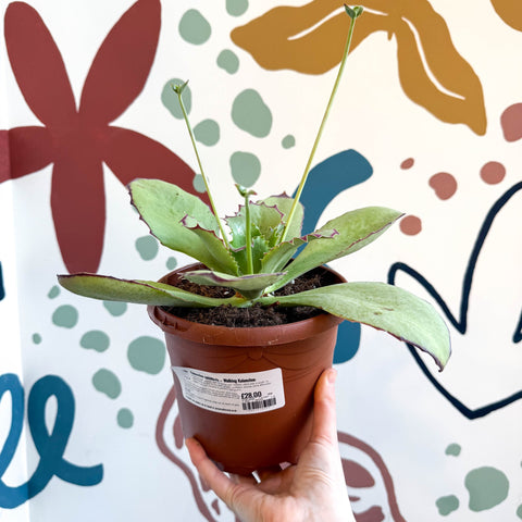 Kalanchoe synsepala – Walking Kalanchoe - Sprouts of Bristol