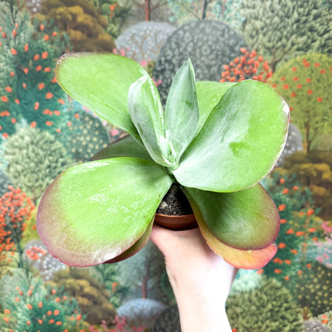 Kalanchoe thyrsiflora - Desert Rose - Sprouts of Bristol