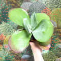Kalanchoe thyrsiflora - Desert Rose - Sprouts of Bristol