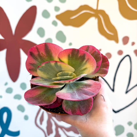 Kalanchoe thyrsiflora variegata – Variegated Flapjack Plant - Sprouts of Bristol