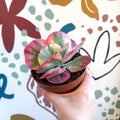 Kalanchoe thyrsiflora variegata – Variegated Flapjack Plant - Sprouts of Bristol