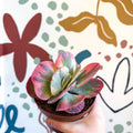 Kalanchoe thyrsiflora variegata – Variegated Flapjack Plant - Sprouts of Bristol