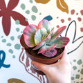 Kalanchoe thyrsiflora variegata – Variegated Flapjack Plant - Sprouts of Bristol