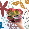 Kalanchoe thyrsiflora variegata – Variegated Flapjack Plant - Sprouts of Bristol