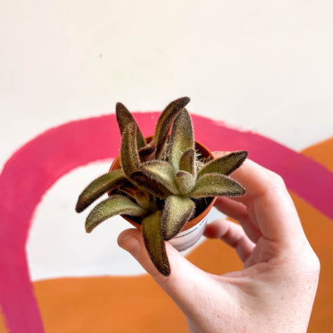 Kalanchoe tomentosa 'Chocolate Soldier' - Sprouts of Bristol