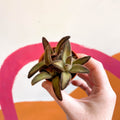 Kalanchoe tomentosa 'Chocolate Soldier' - Sprouts of Bristol