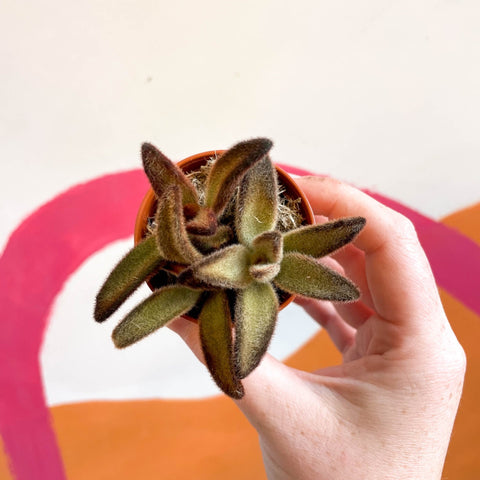 Kalanchoe tomentosa 'Chocolate Soldier' - Sprouts of Bristol