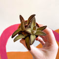 Kalanchoe tomentosa 'Chocolate Soldier' - Sprouts of Bristol