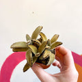 Kalanchoe tomentosa 'Golden Girl' - Sprouts of Bristol
