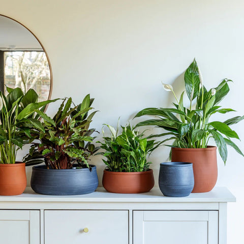 Kew Handthrown Bowl Planter in Burnt Umber Red - Sprouts of Bristol