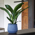 Kew Handthrown Planter in Azurite Grey - Sprouts of Bristol