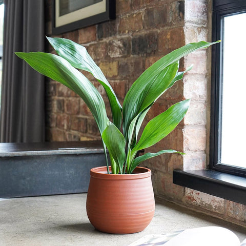 Kew Handthrown Planter in Burnt Umber Red - Sprouts of Bristol