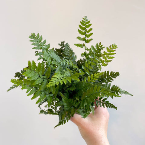 Korean Rock Fern - Polystichum tsussimense - Sprouts of Bristol