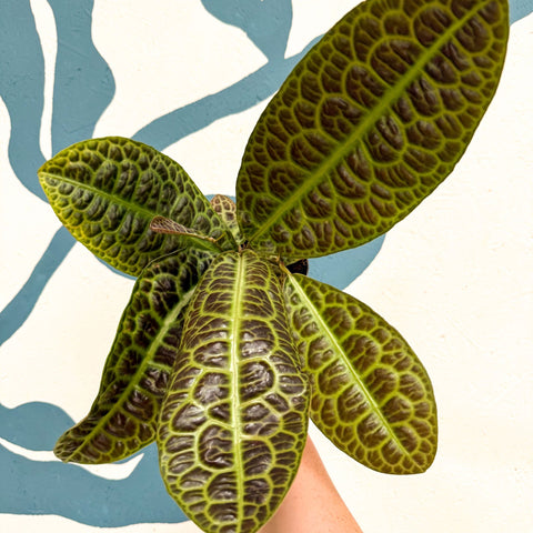 Labisia obtusifolia ‘Kura Kura’ - Turtle Back Plant - Sprouts of Bristol