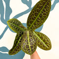 Labisia obtusifolia ‘Kura Kura’ - Turtle Back Plant - Sprouts of Bristol