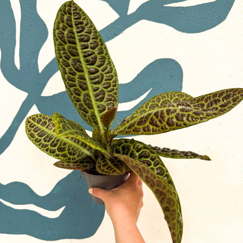 Labisia obtusifolia ‘Kura Kura’ - Turtle Back Plant - Sprouts of Bristol