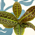 Labisia obtusifolia ‘Kura Kura’ - Turtle Back Plant - Sprouts of Bristol