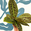 Labisia obtusifolia ‘Kura Kura’ - Turtle Back Plant - Sprouts of Bristol