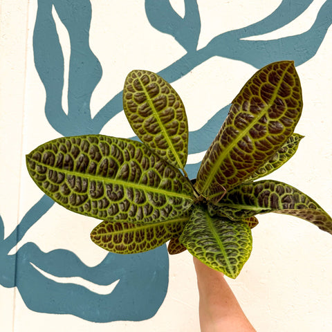 Labisia obtusifolia ‘Kura Kura’ - Turtle Back Plant - Sprouts of Bristol