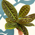 Labisia obtusifolia ‘Kura Kura’ - Turtle Back Plant - Sprouts of Bristol