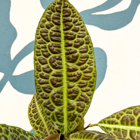 Labisia obtusifolia ‘Kura Kura’ - Turtle Back Plant - Sprouts of Bristol