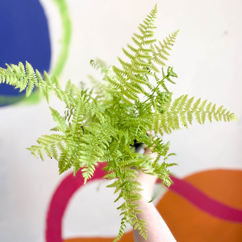 Lady Fern - Athyrium filix-femina - Cotswold Grown Fern - Sprouts of Bristol