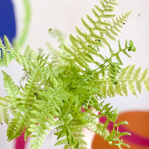 Lady Fern - Athyrium filix-femina - Cotswold Grown Fern - Sprouts of Bristol
