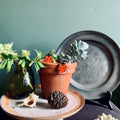 Ladybird Plant Pot Companions - Sprouts of Bristol