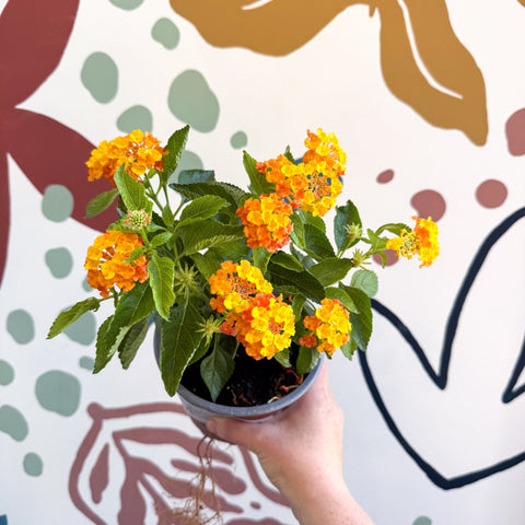 Lantana camara ‘Bandana Orange Sunrise’ - Shrub Verbena - British Grown - Sprouts of Bristol