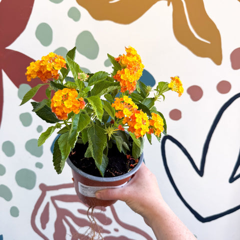 Lantana camara ‘Bandana Orange Sunrise’ - Shrub Verbena - British Grown - Sprouts of Bristol