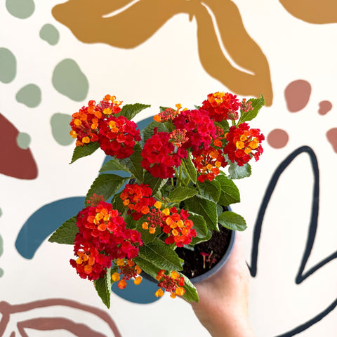 Lantana camara ‘Bandana Red’ - Shrub Verbena - British Grown - Sprouts of Bristol