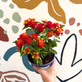 Lantana camara ‘Bandana Red’ - Shrub Verbena - British Grown - Sprouts of Bristol