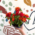 Lantana camara ‘Bandana Red’ - Shrub Verbena - British Grown - Sprouts of Bristol