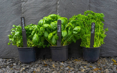 Large Labels & white pencil | Identify | Garden | Allotment - Sprouts of Bristol