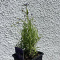 Lavandula angustifolia 'Aromatico' - English Lavender - British Grown - Sprouts of Bristol