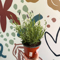 Lavandula angustifolia 'Avignon Blue' - English Lavender - Sprouts of Bristol