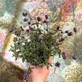 Lavandula angustifolia - English Lavender - Sprouts of Bristol