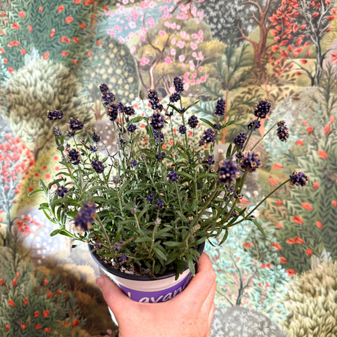 Lavandula angustifolia - English Lavender - Sprouts of Bristol