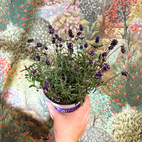 Lavandula angustifolia - English Lavender - Sprouts of Bristol