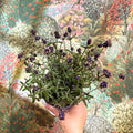 Lavandula angustifolia - English Lavender - Sprouts of Bristol