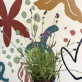 Lavandula angustifolia 'Felice' - English Lavender - Sprouts of Bristol