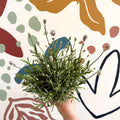 Lavandula angustifolia ‘Vincenza White’ - White English Lavender - Sprouts of Bristol
