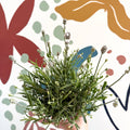 Lavandula angustifolia ‘Vincenza White’ - White English Lavender - Sprouts of Bristol