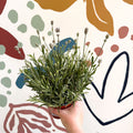 Lavandula angustifolia ‘Vincenza White’ - White English Lavender - Sprouts of Bristol