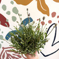 Lavandula angustifolia ‘Vincenza White’ - White English Lavender - Sprouts of Bristol