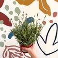 Lavandula angustifolia ‘Vincenza White’ - White English Lavender - Sprouts of Bristol
