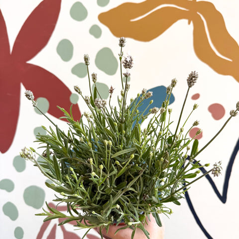 Lavandula angustifolia ‘Vincenza White’ - White English Lavender - Sprouts of Bristol