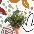 Lavandula angustifolia ‘Vincenza White’ - White English Lavender - Sprouts of Bristol